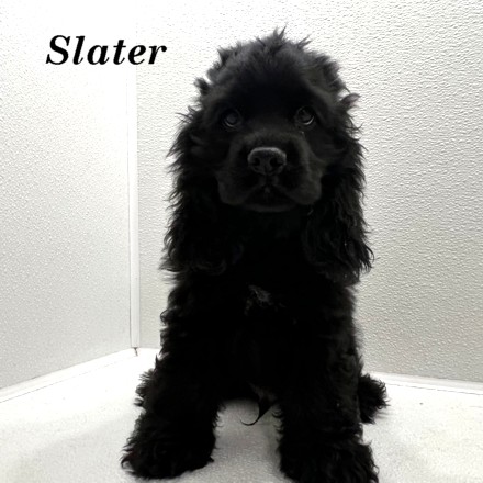 puppy, for, sale, Cocker Spaniel, Joe & Cherri  Overlease, dog, breeder, Miller, MO, dog-breeder, puppy-for-sale, forsale, nearby, find, puppyfind, locator, puppylocator, aca